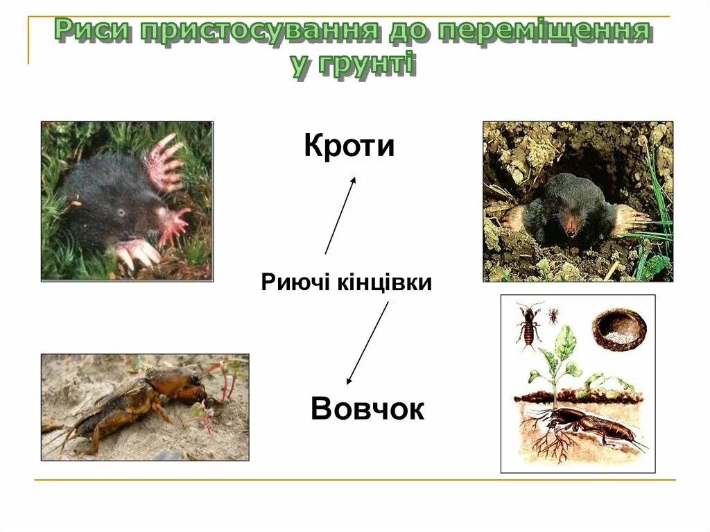 Какие условия необходимы для крота. Строение крота. схема норы крота. строение норы крота. схема строения крота.