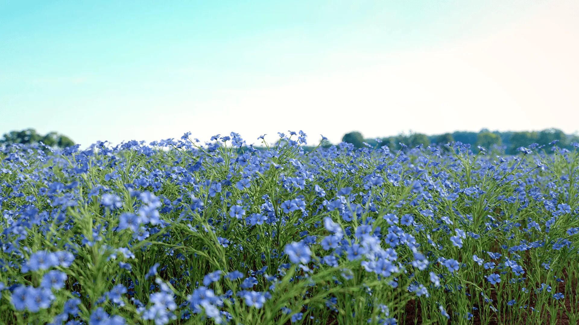 Flax blooming, close-up of blue flax flowers on the field during flowering. - Bu