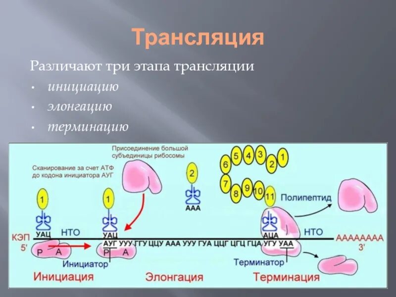 Биосинтез белка относится. Этапы трансляции биосинтеза белка инициация элонгация терминация. Терминация трансляции этапы. Синтез белка трансляция элонгация\. Трансляция белка инициация элонгация терминация.