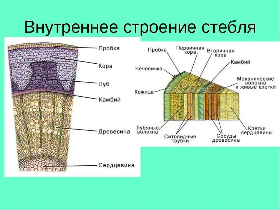 Срезы егэ. Строение поперечного среза древесного стебля. Строение стебля Ксилема. Строение древесного стебля Ксилема. Внутреннее строение побега.