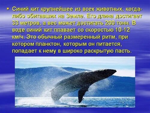 Сообщение жизнь в океане 6 класс. Жизнь в океане презентация. Презентация на тему жизнь в океане 6. Жизнь в океане 7 класс география. Проект на тему жизнь в океане.