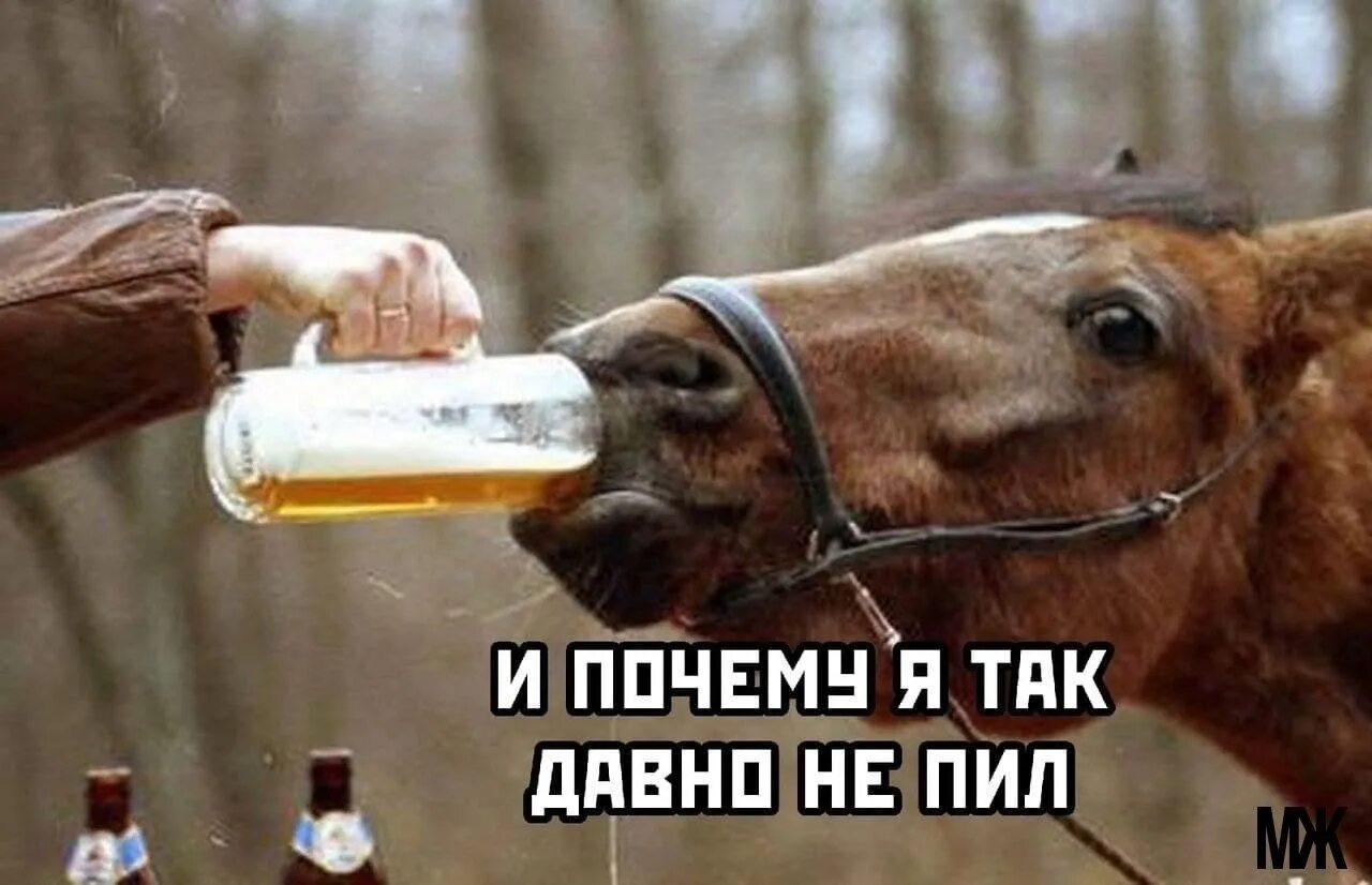 Лошадь бухает. Лошадь пьет чай