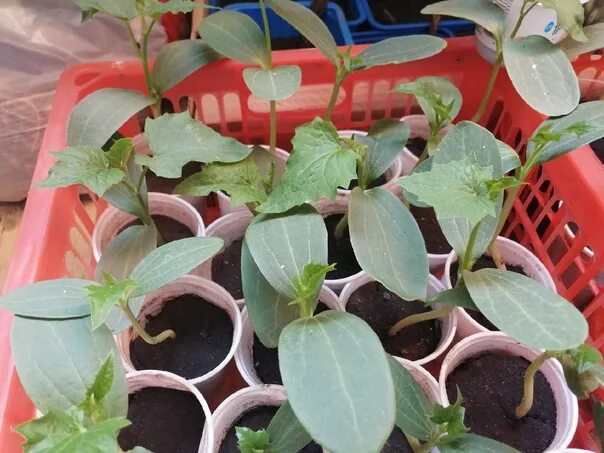 Ипомея ростки. Вьюн ипомея. Сеянцы ипомеи. Ипомея вьюнок. Рассада вьюнка.