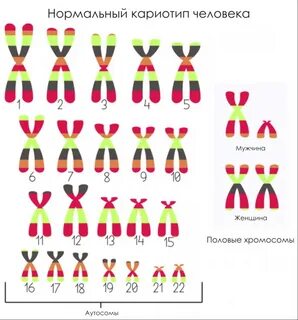 Хромосома отвечающая за пол будущего ребенка