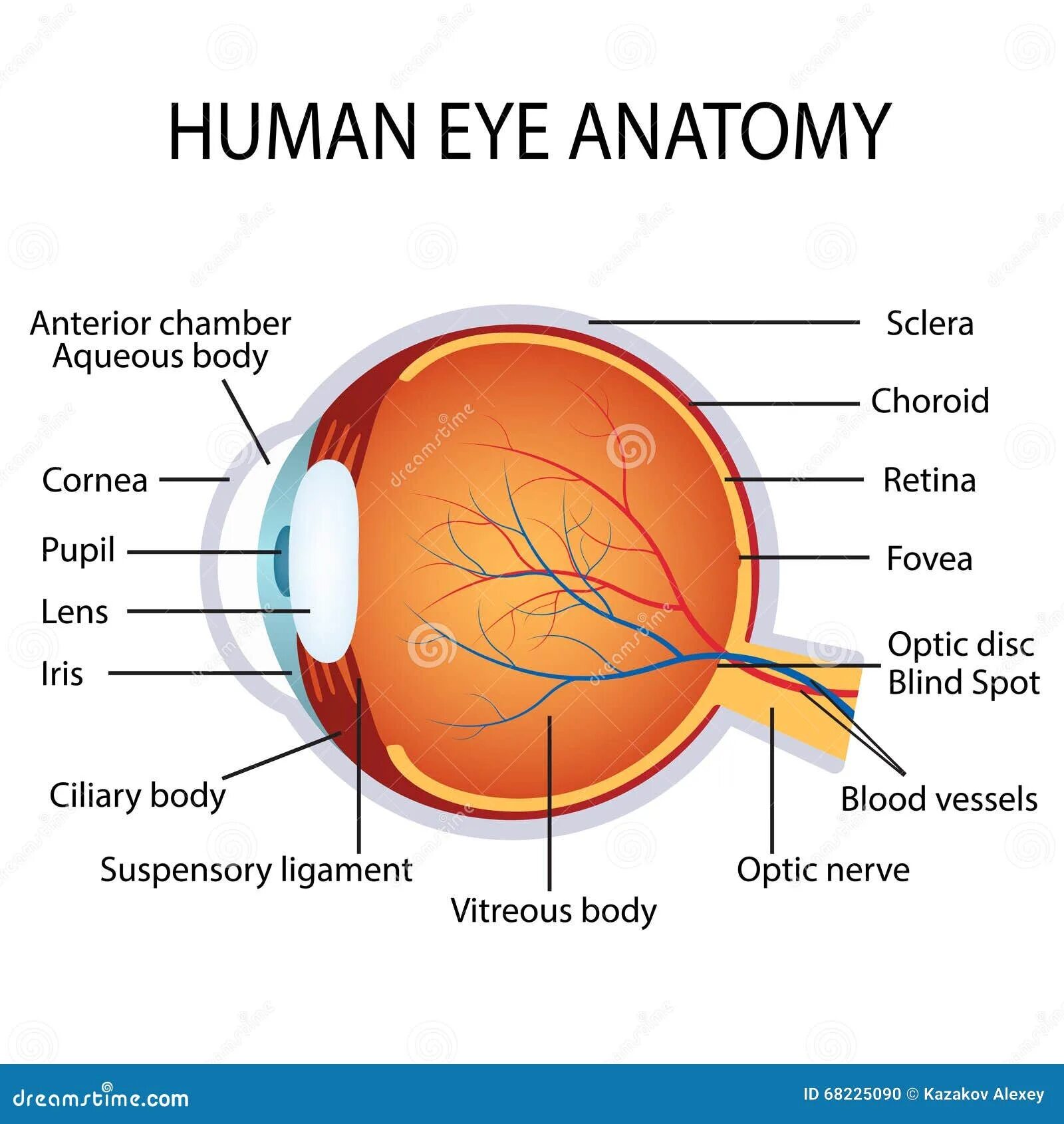 Глаз как переводится. Eye Anatomy. Глаза анатомия vector. Human Eye Anatomy. Retina Anatomy.