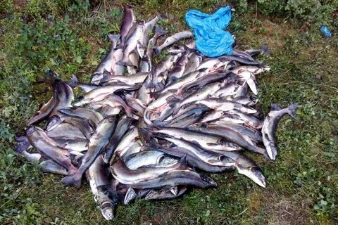 Рыбы бросил