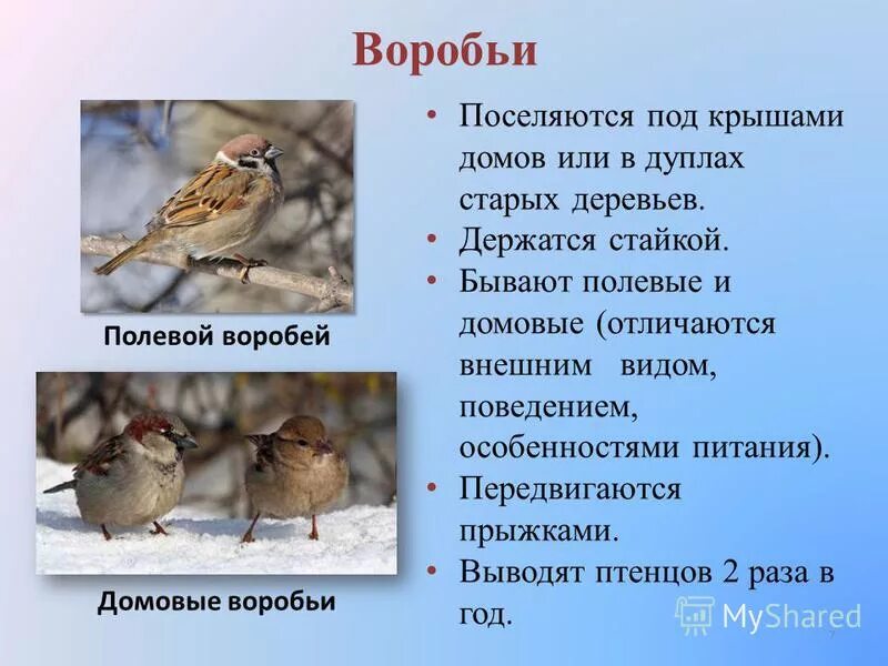 Воробей какой вид. Воробей полевой и Домовой. Полевой Воробей. Полевой Воробей и Домовой Воробей. Воробей домовый и полевой отличия.