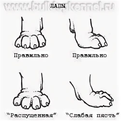 Как выглядят лапы у собаки Дисплазия тазобедренных суставов у собак: симптомы и лечение признаки, как лечит