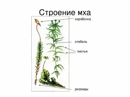 Что такое ризоиды у мхов