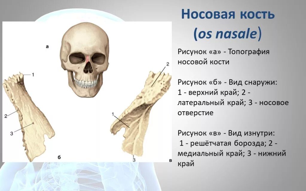 Nose bone. Treatment 1.Global technology *Take the position on the side of the p