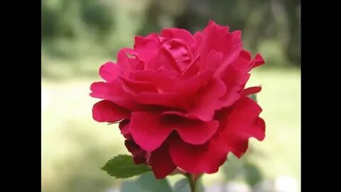 Side rose