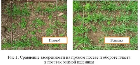 Карта сорняков