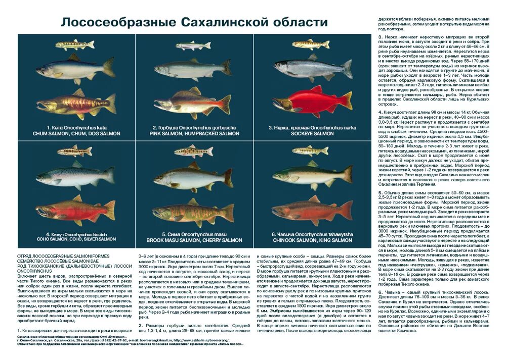 Промысловые рыбы лососевых Сахалина. Рыба Сахалина виды. Красная рыба названия список. Рыба с Сахалина название. Таблица лососевых рыб