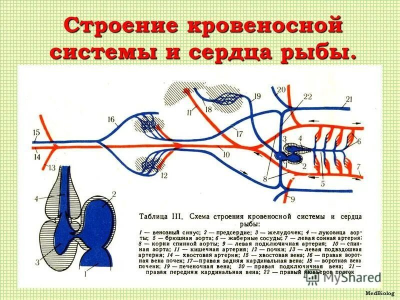 Строение кровеносной системы рыб. Схема строения кровеносной системы рыб. Строение кровеносной системы костистой рыбы. Надкласс рыбы внутреннее строение окуня. Схема строения кровеносной системы костной рыбы.