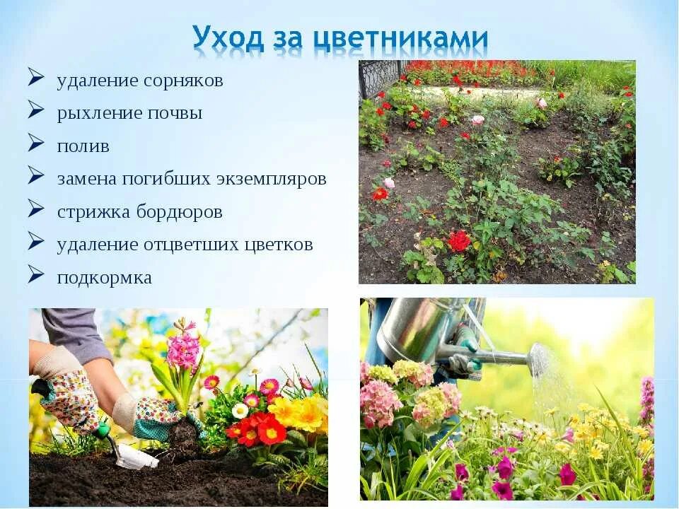 Рыхление почвы помогает сохранить вставьте пропущенные. Прополка клумб. рыхление почвы в цветнике. прополка цветников. высадка цветов на пришкольной территории.