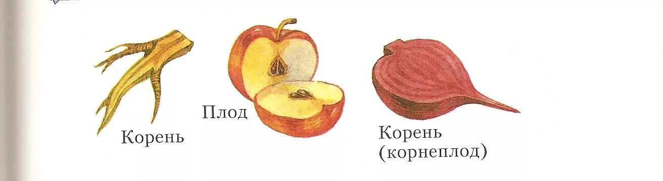 Плод не является человеком. Плоды и корнеплоды. корневые плоды. плод плоды корень. плодами являются корнеплоды.