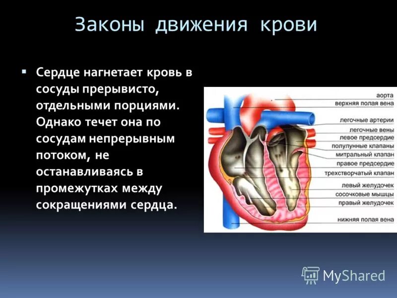 Слово нагнетает. Движение крови в сердце. Движение крови по сердцу.