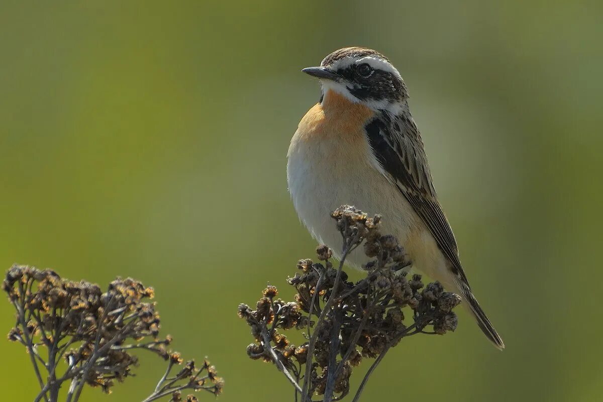 Сахалинский чернозобик. Грязовик таймырский заповедник. ). Сокол белый кречет. Луговой чекан.