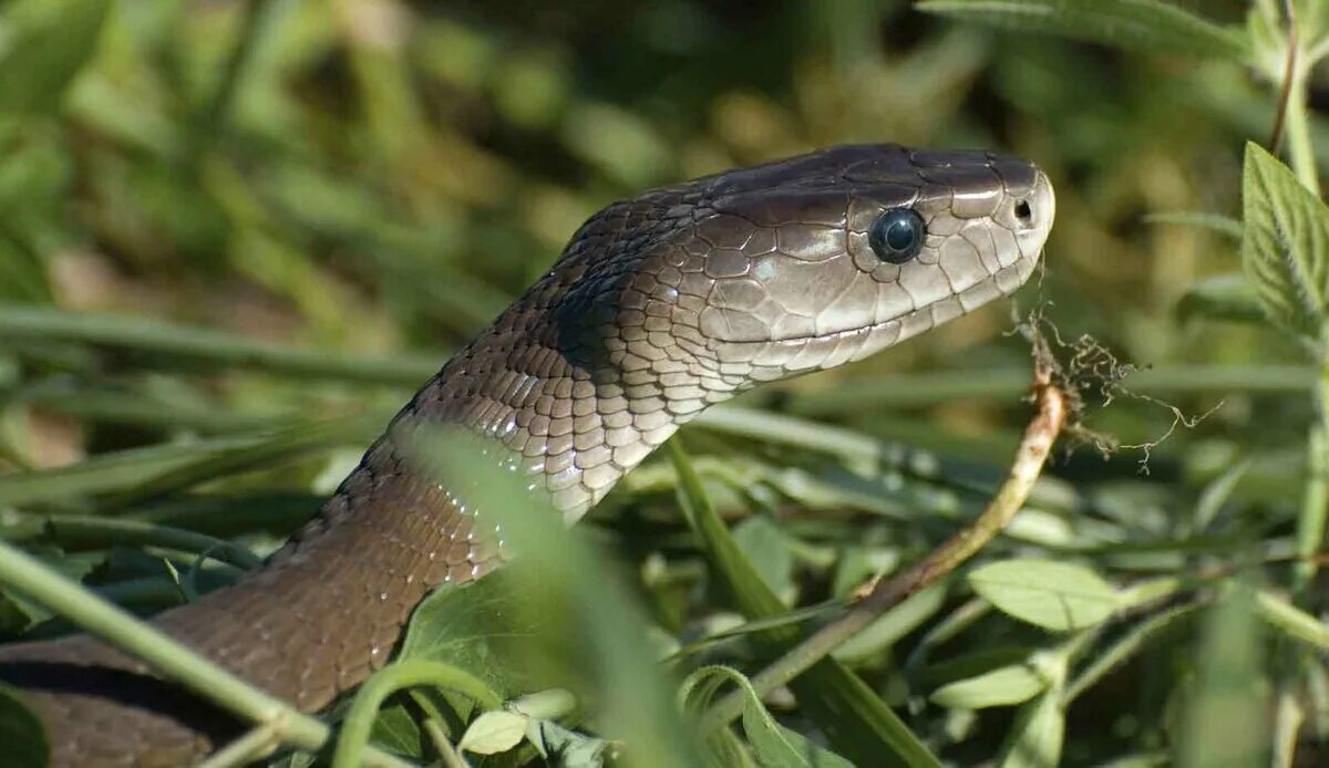 Змеи какое семейство. Чёрная мамба (Dendroaspis polylep. Ядовитая змея мамба. Самая ядовитая змея черная мамба. Змея Тайпан голубая.