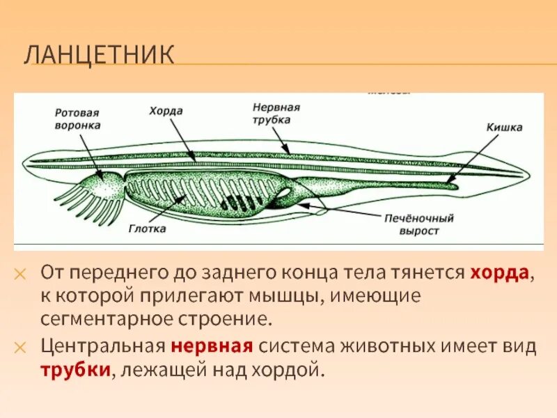 Глотка у хордовых. Хордовые ланцетник нервная система. Строение нервной системы ланцетника. Строение хордовых ланцетник. Головной отдел ланцетника.