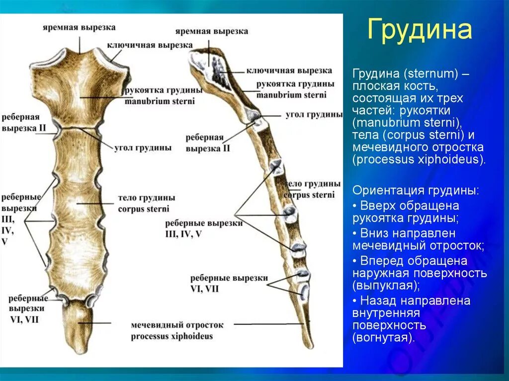 Трубчатая грудная кость. Строение грудины анатомия. Мечевидный отросток строение. Строение мечевидного отростка грудины. Анатомия человека кости мечевидный отросток.