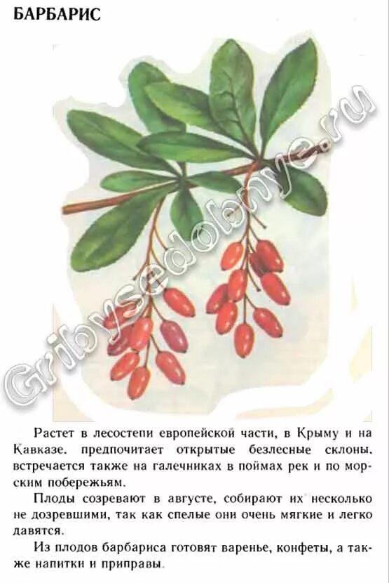 барбарис листья простые или сложные. барбарис обыкновенный листья. барбарис обыкновенный ботаника. барбарис обыкновенный побеги. барбарис обыкновенный описания кустарника.