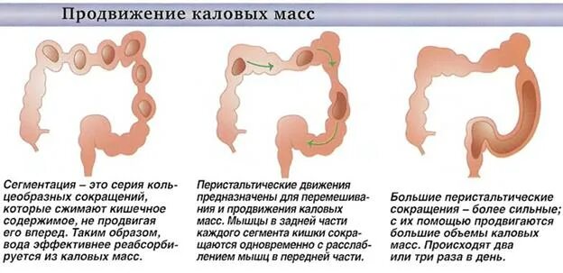 Можно ли есть кишки. Формирование каловых масс. Движение кала по кишечнику. Каловые массы в кишечнике.