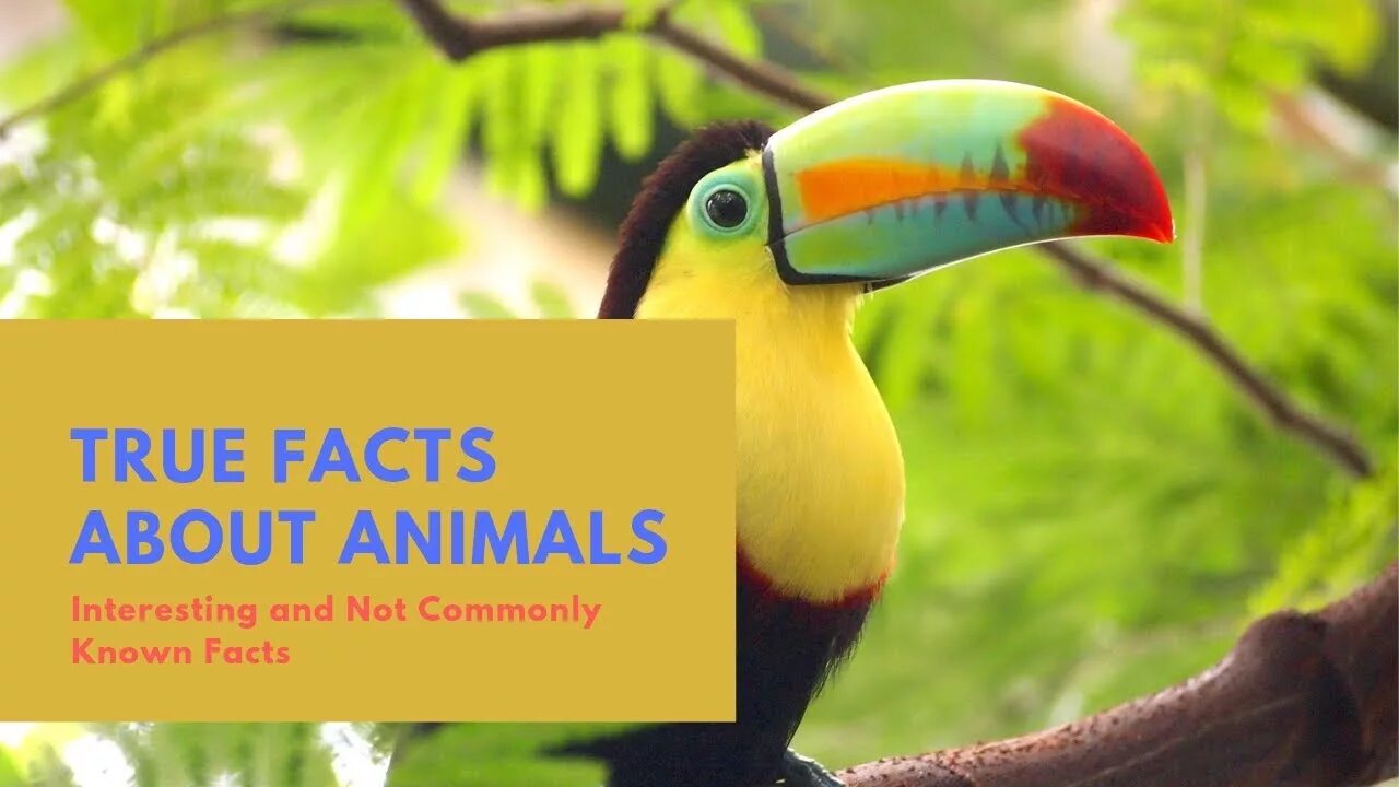 Facts about animals. Interesting facts about animals. Amazing facts about animals. Interesting facts about animals 4 класс. Животные true or false.