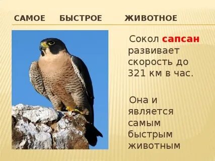 Сокол презентация