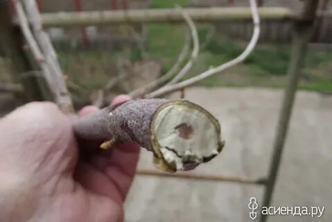 Срез смородины