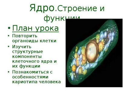 Особенности строения ядра и ее функции