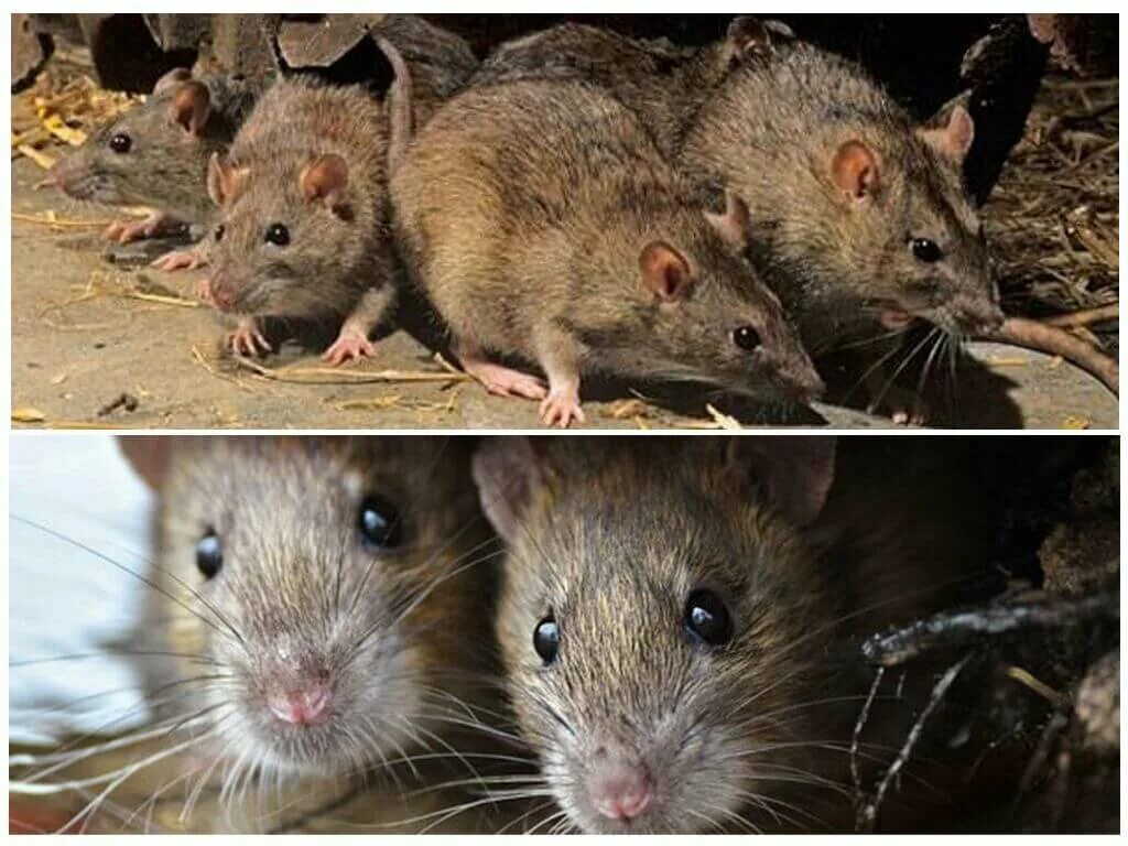 Экспериментатор поместил домовую мышь. Мышь и крыса. Мышь похожая на крысу. Мышь и крыса разница. Мышь и крысеныш.