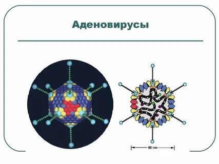 Грипп аденовирус