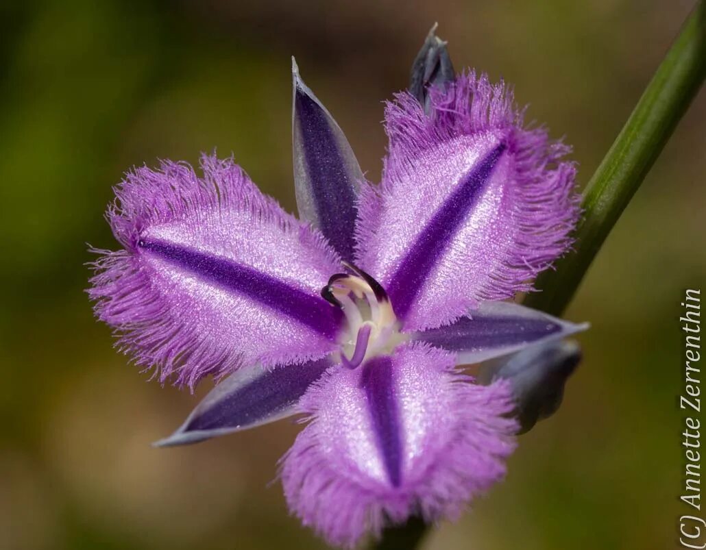 Thysanotus tuberosus. Thysanotus patersonii. Лилия Тизанотус. Австралийские цветы.