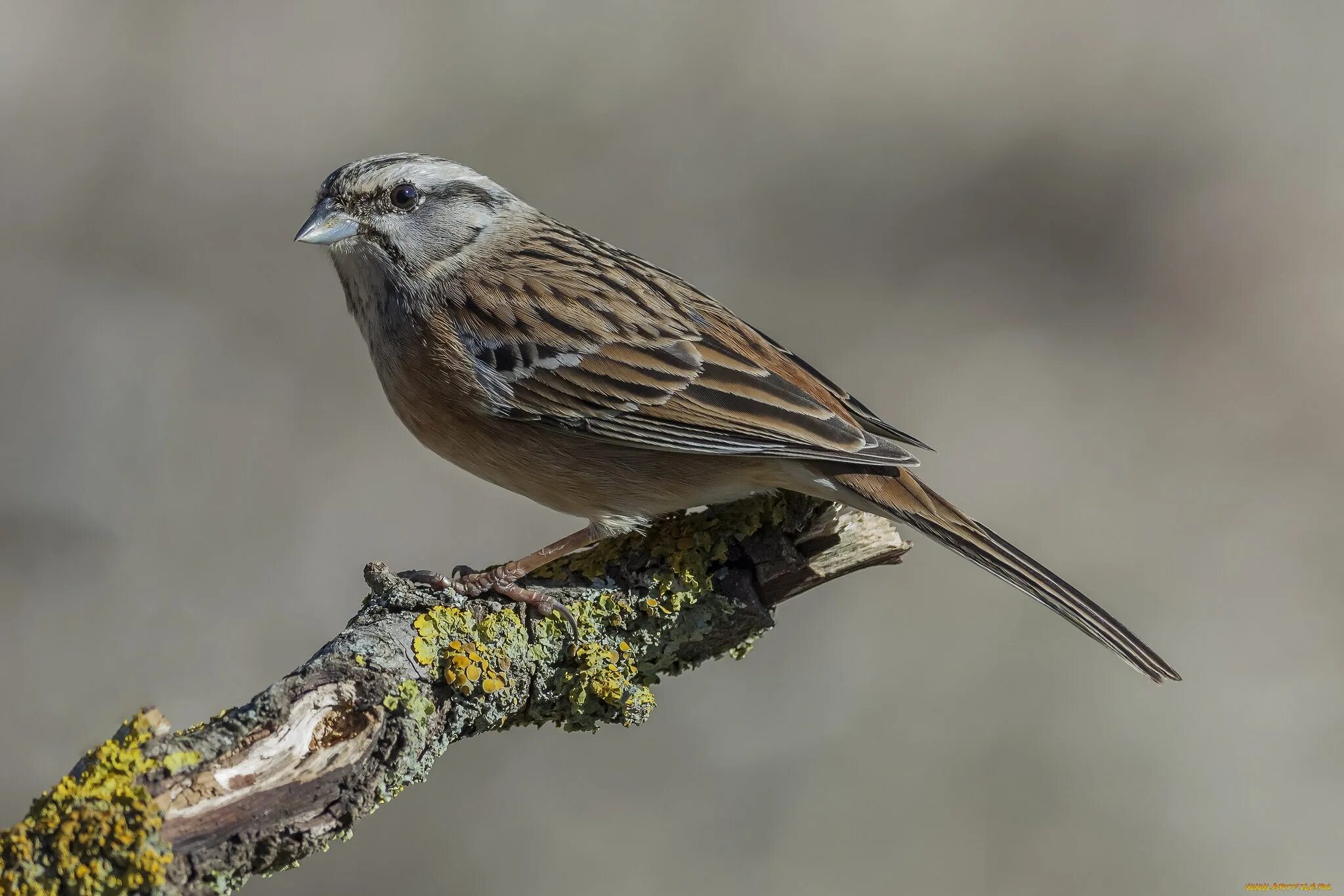 Discover and download free images - Pixabay Nature animals, Animals, Download fr
