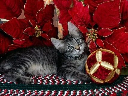 Х кошек