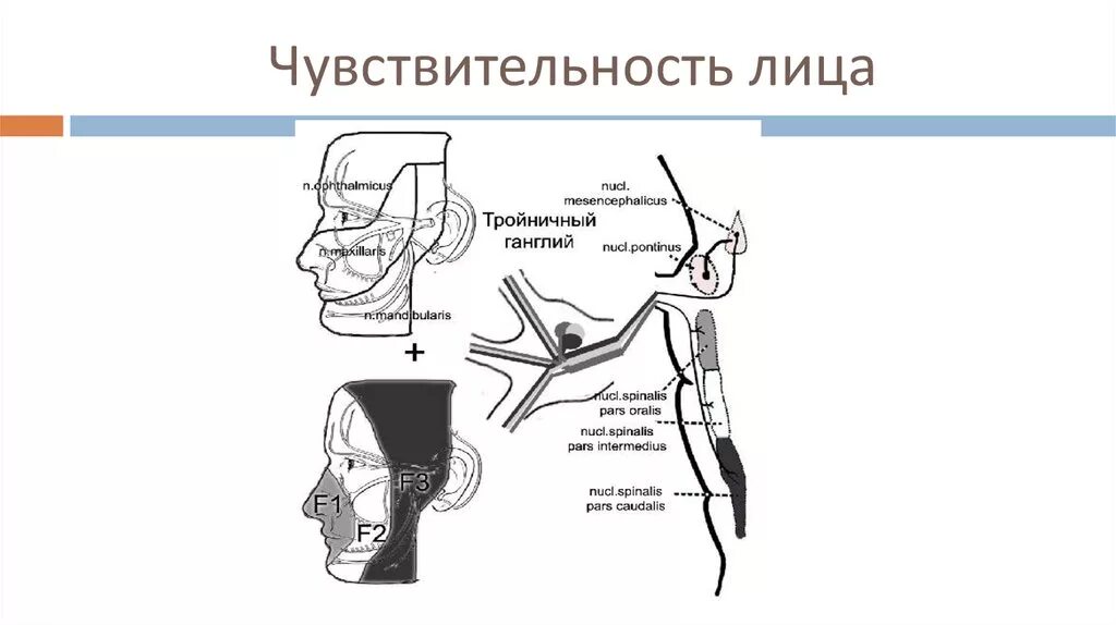 Блокада тройничного. Чувствительность на лице. Зоны Зельдера тройничного. Чувствительный путь тройничного нерва. Зоны Зельдера тройничного нерва.