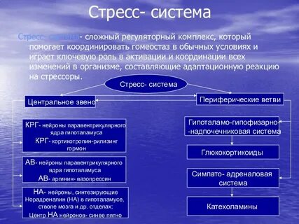 Патофизиология стресса