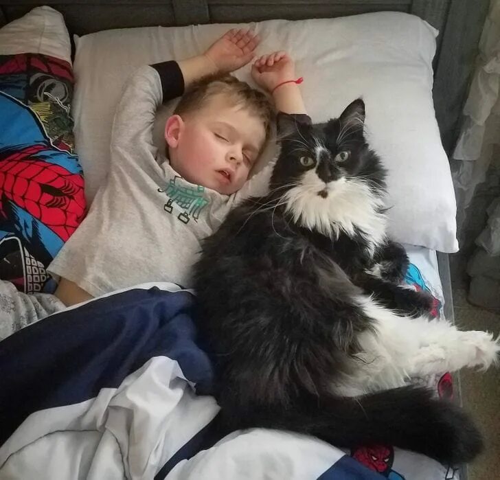 Отец и сын коты. Кошка с сыном. кот сын. кошачий сын. котик для сына.