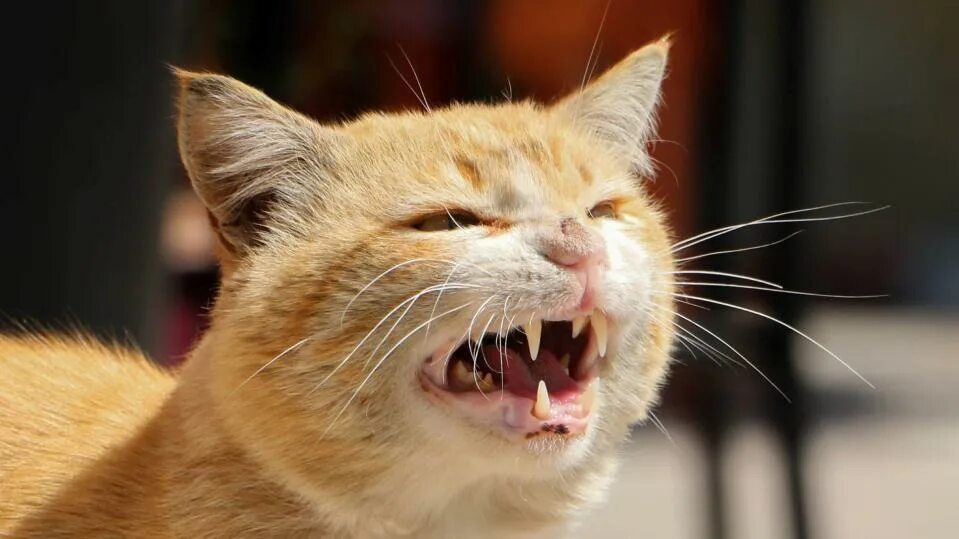 Злой кот звук. Рыжая агрессивная. saneking агрессивные коты. мемный рыжий кот агрессивный. cat growls.