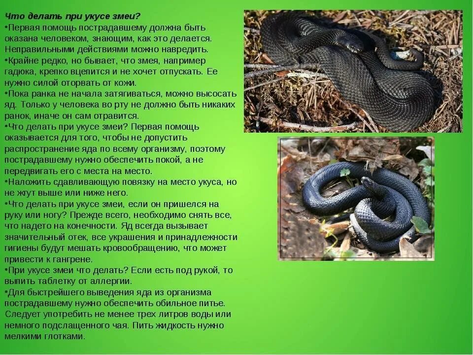 Яйцеживорождение у пресмыкающихся