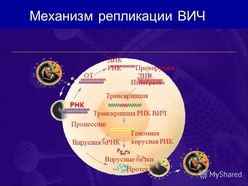 Особенности ретровирусов. Вич возбудитель рнк содержащий вирус. Механизм репликации вич. Днк содержащие вирусы аденовирусы. Рнк содержащий вирус рисунок.