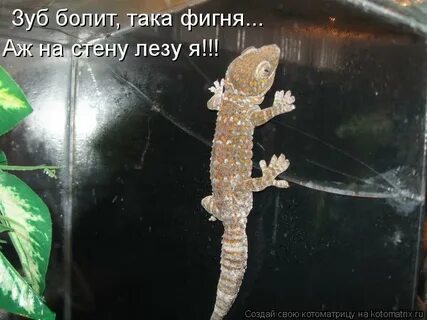 Полезли на стену