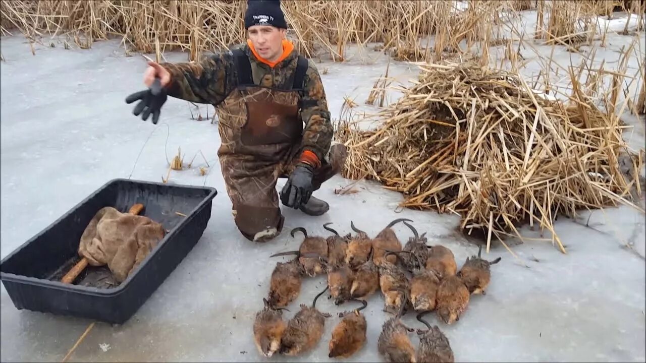 Muskrat Trapping 2015 Part 2 - YouTube