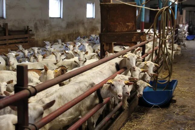 Поселок возрождение. Ферма михаила бирюкова. Фермер 25. Фермер и фермерша. Учебный центр эконива черноземье.