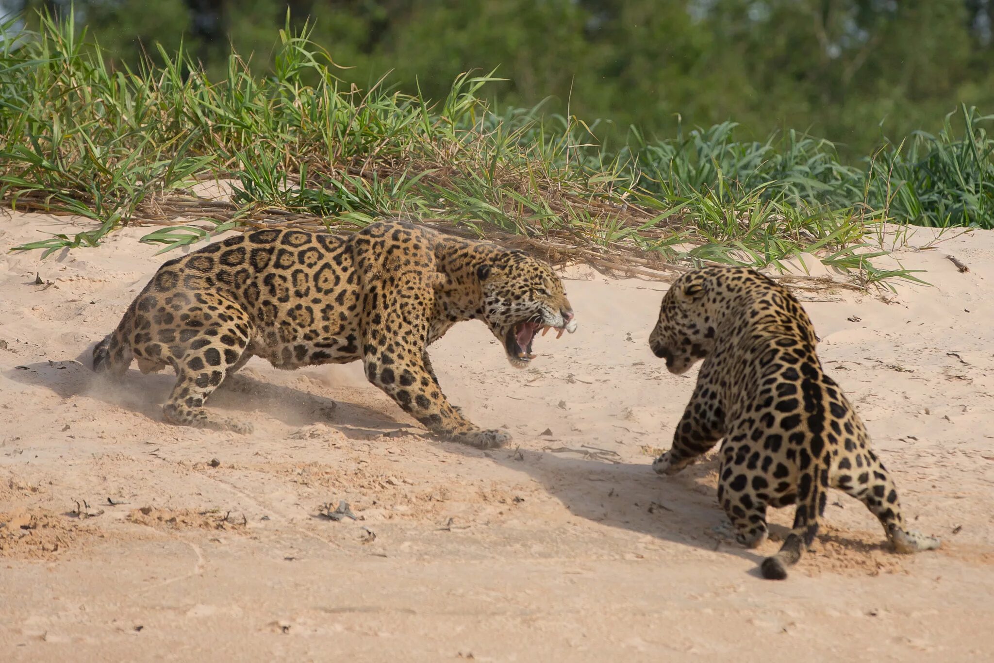 Ягуар и крокодил. Ягуар Джиа. Леопард высматривающий. Leopard Fight.