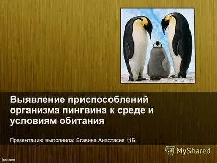 Приспособление пингвинов