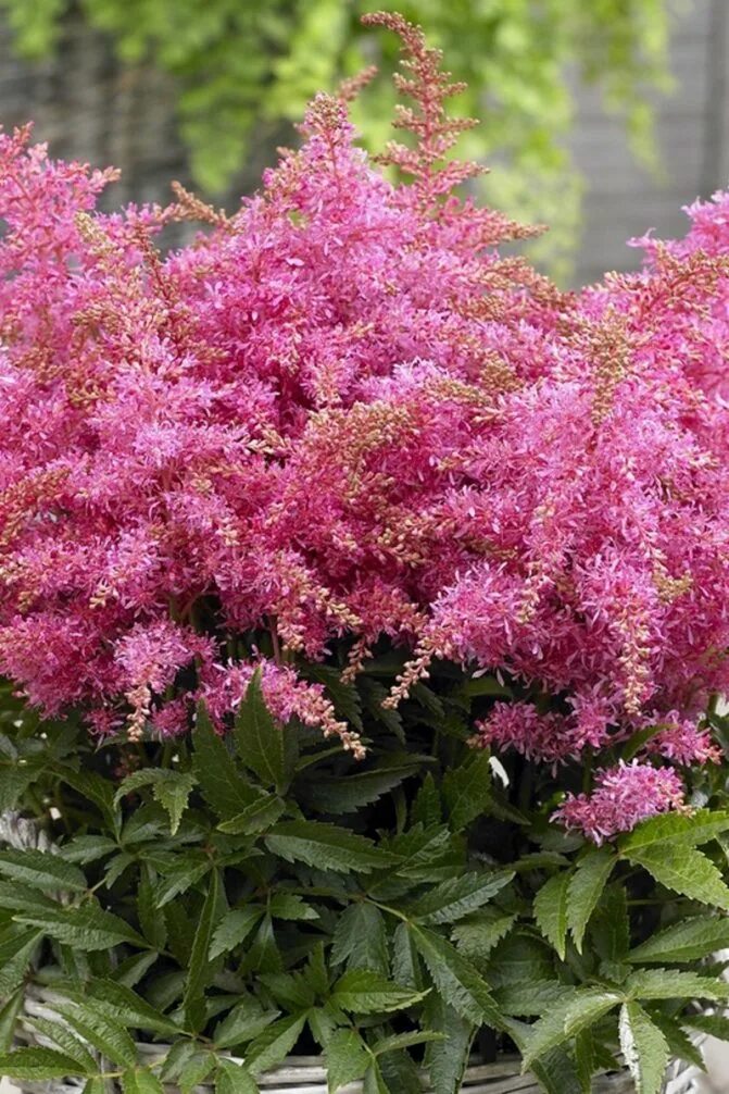 Лиатрис спиката spicata. Люпин многолистный низкорослый. Монарда цветок многолетники. Покажи многолетние цветы. Лиатникс кололосковый.