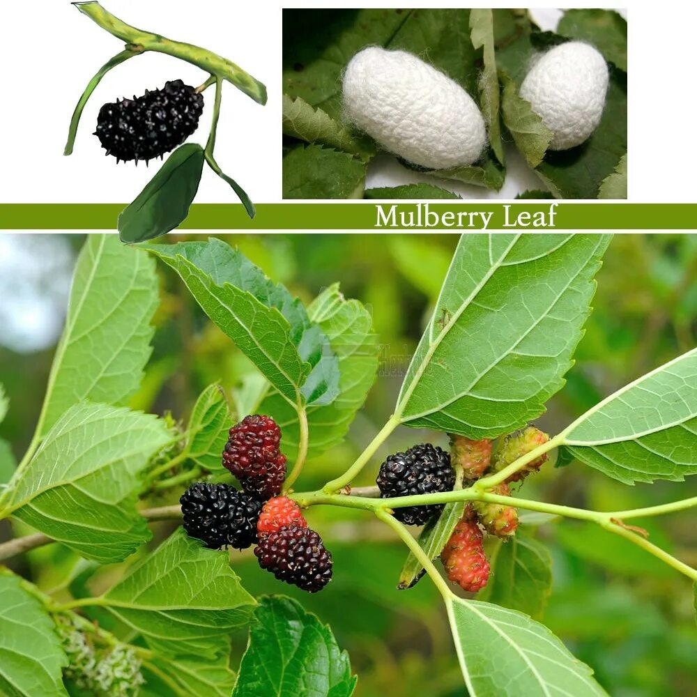 сколько нужно съесть шелковицы чтобы снизилось давление. тутовник ягода полезные. от чего листья тутовника. экстракт ягод шелковицы. шелковица диабет.