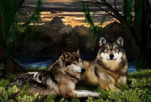 Волки. Законы волчьей стаи. Wolf love, Wolf, Wolf husky